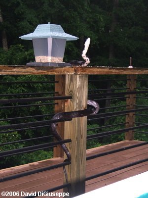 Black Rat Snake (Elaphe obsoleta obsoleta) at Bird Feeder