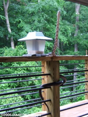 Black Rat Snake (Elaphe obsoleta obsoleta) at Bird Feeder