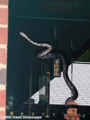 Black Rat Snake (Elaphe obsoleta obsoleta) at Bird Feeder