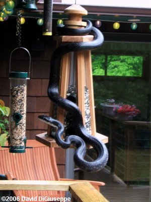 Black Rat Snake (Elaphe obsoleta obsoleta) at Bird Feeder