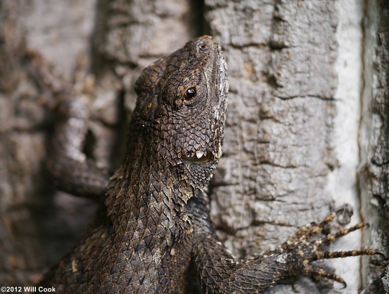 Eastern Fence Lizard (Sceloporus undulatus)