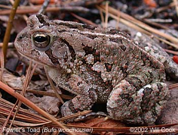 Fowler's Toad (Bufo fowleri)