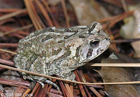 Fowler's Toad (Bufo fowleri)