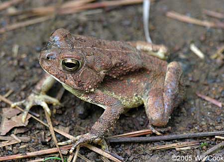 Fowler's Toad (Bufo fowleri)