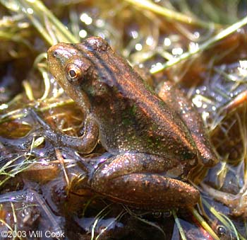 Southern Cricket Frog (Acris gryllus)