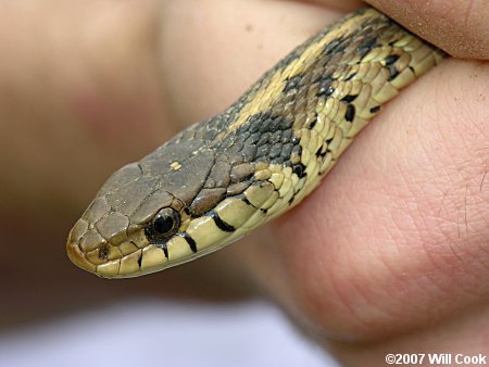 Garter Snake (Thamnophis sirtalis)