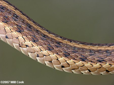 Garter Snake (Thamnophis sirtalis)