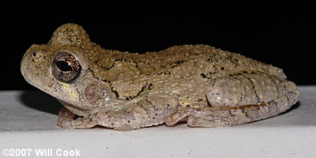 Cope's Gray Treefrog (Hyla chrysoscelis)