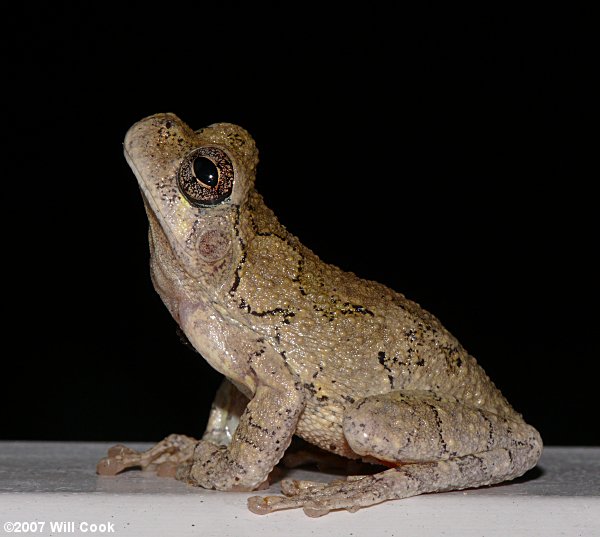 Cope's Gray Treefrog (Hyla chrysoscelis)