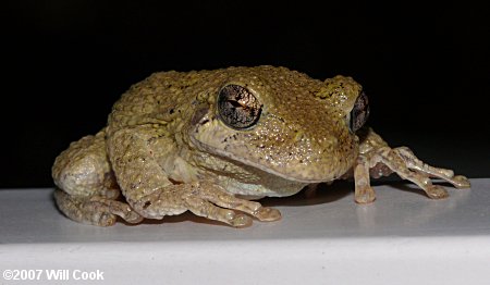 Cope's Gray Treefrog (Hyla chrysoscelis)