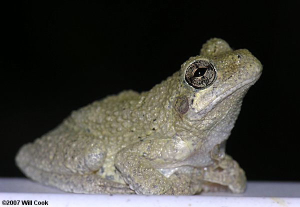 Cope's Gray Treefrog (Hyla chrysoscelis)