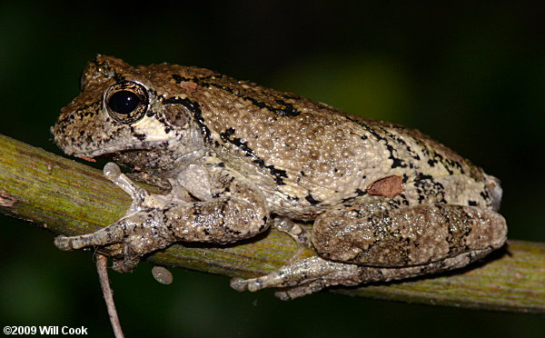 Cope's Gray Treefrog (Hyla chrysoscelis)