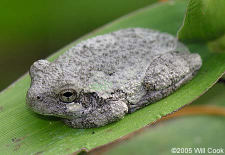 Cope's Gray Treefrog (Hyla chrysoscelis)