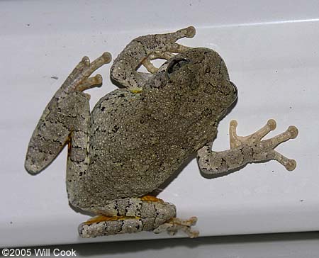 Cope's Gray Treefrog (Hyla chrysoscelis)