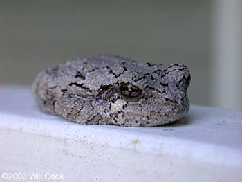 Cope's Gray Treefrog (Hyla chrysoscelis)