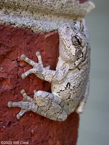 Cope's Gray Treefrog (Hyla chrysoscelis)