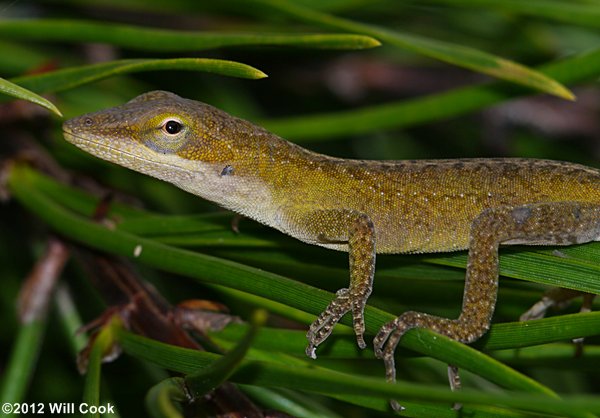 Green Anole (Anolis carolinensis)