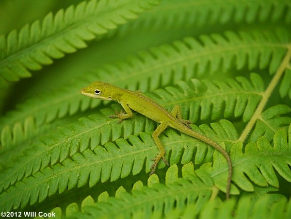 Green Anole (Anolis carolinensis)