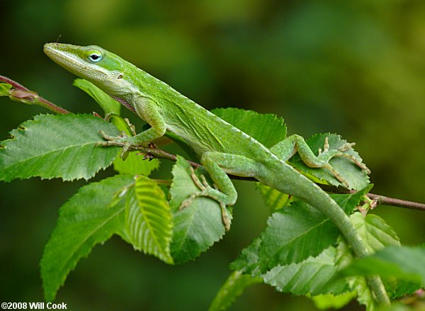 Green Anole (Anolis carolinensis)