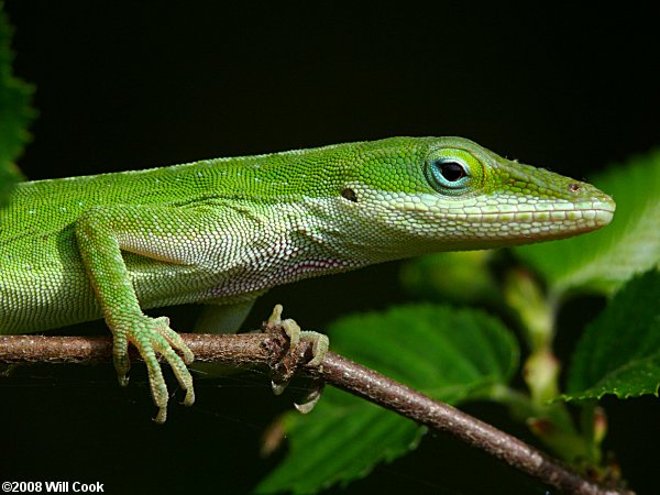 Green Anole (Anolis carolinensis)