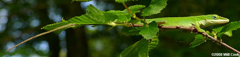 Green Anole (Anolis carolinensis)