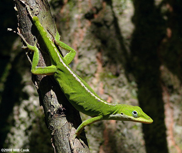 Green Anole (Anolis carolinensis)