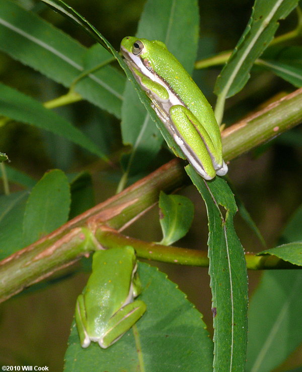 Green Treefrog (Hyla cinerea)