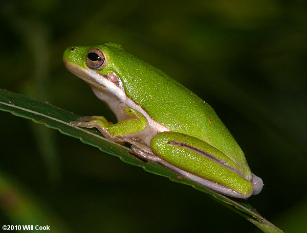 Green Treefrog (Hyla cinerea)