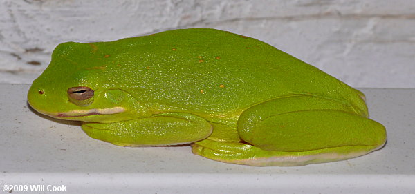 Green Treefrog (Hyla cinerea)