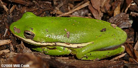 Green Treefrog (Hyla cinerea)