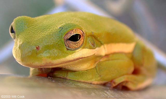 Green Treefrog (Hyla cinerea)