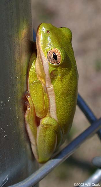 Green Treefrog (Hyla cinerea)