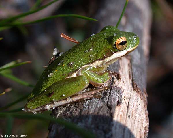 Green Treefrog (Hyla cinerea)