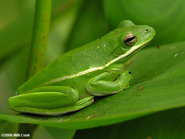 Green Treefrog (Hyla cinerea)