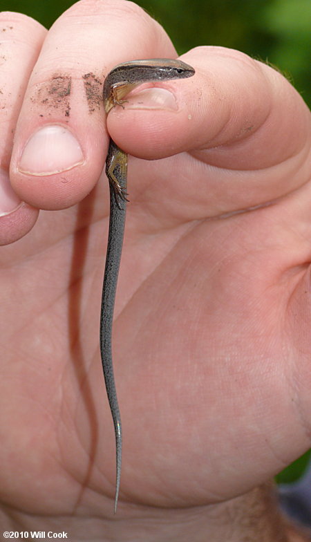 Ground Skink (Scincella lateralis)