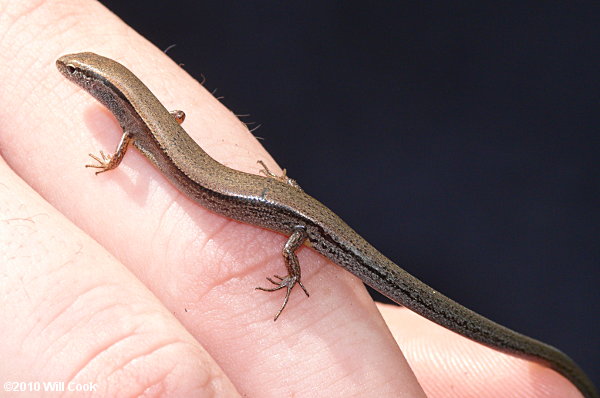 Ground Skink (Scincella lateralis)