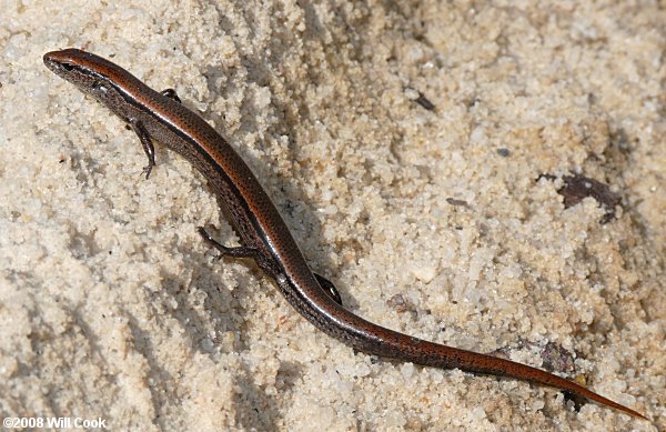 Ground Skink (Scincella lateralis)