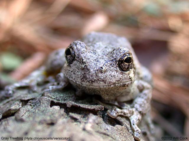 Cope's Gray Treefrog (Hyla chrysoscelis)