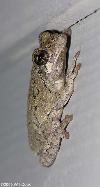 Cope's Gray Treefrog (Hyla chrysoscelis)