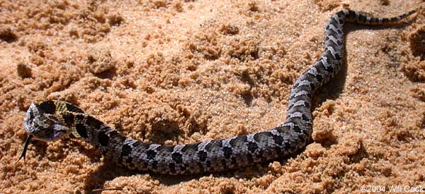 Eastern Hognose Snake - North Carolina