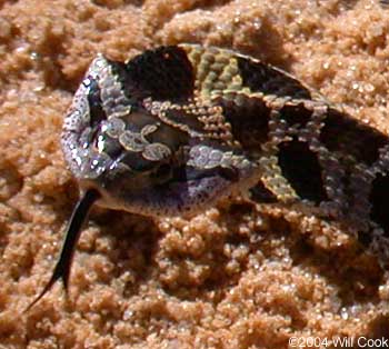 Eastern Hognose Snake (Heterodon platirhinos)