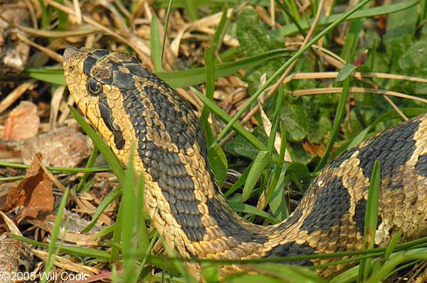 Eastern Hognose Snake (Heterodon platirhinos)