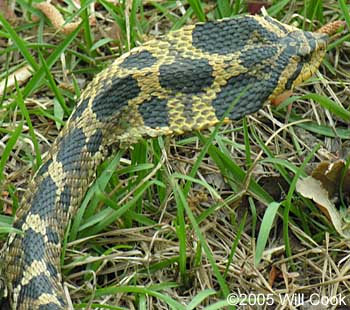 Eastern Hognose Snake - North Carolina