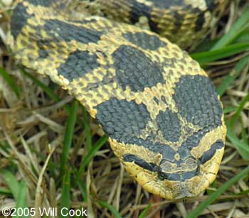 Eastern Hognose Snake (Heterodon platirhinos)