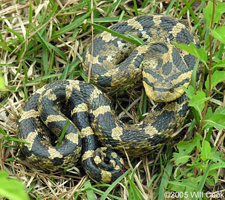 Eastern Hognose Snake (Heterodon platirhinos)