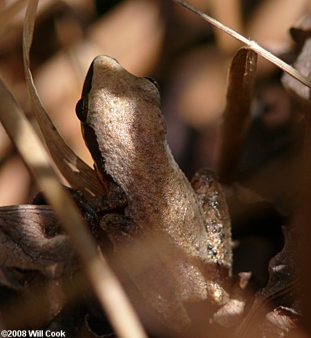 Little Grass Frog (Pseudacris ocularis)