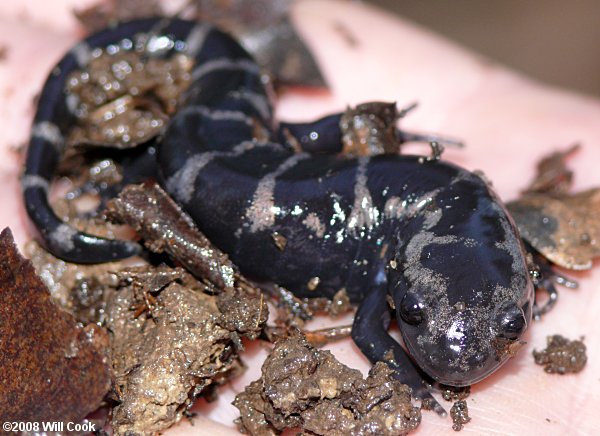 Marbled Salamander (Ambystoma opacum)