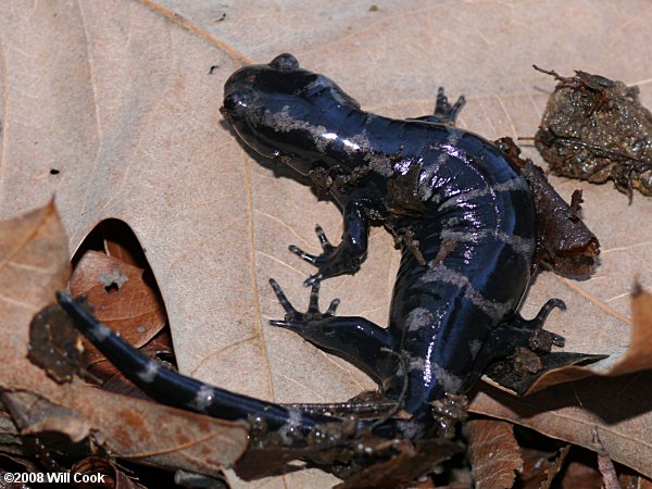 Marbled Salamander (Ambystoma opacum)