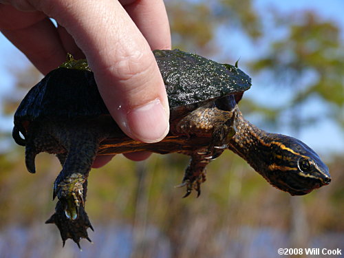 Striped Mud Turtle (Kinosternon baurii)