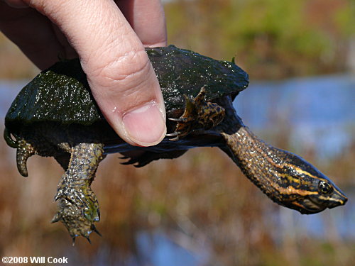 Striped Mud Turtle (Kinosternon baurii)